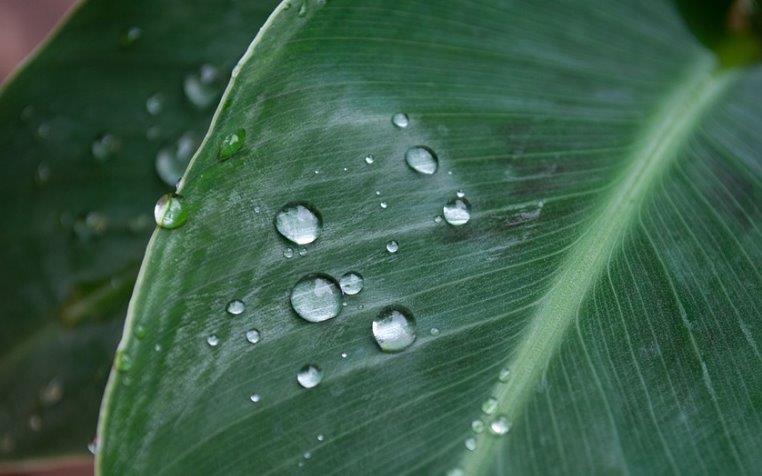 Asaga Canarias. El sector agrario indignado por las alarmantes pérdidas de agua en conducciones públicas de abasto