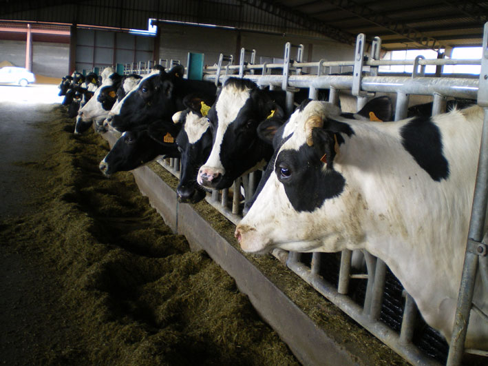 ASAJA Ávila denuncia amenazas para bajar el precio o no recoger la leche de ganaderos abulenses