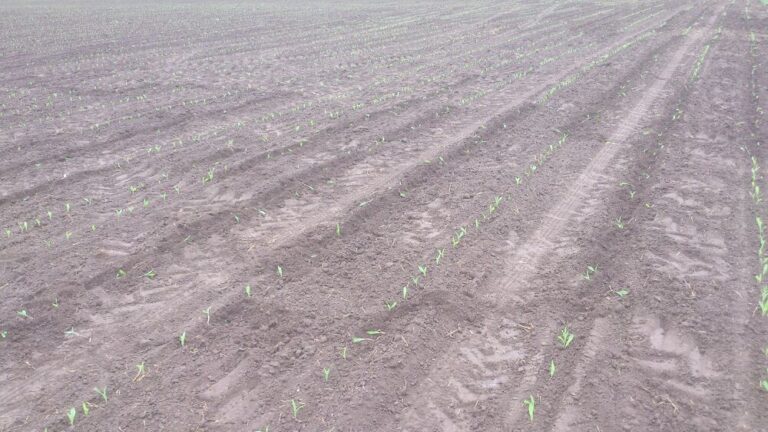 ENBA de Gipuzkoa denuncia daños ocasionados por jabalíes en campos de maíz en explotaciones de Irun colindantes con la muga.