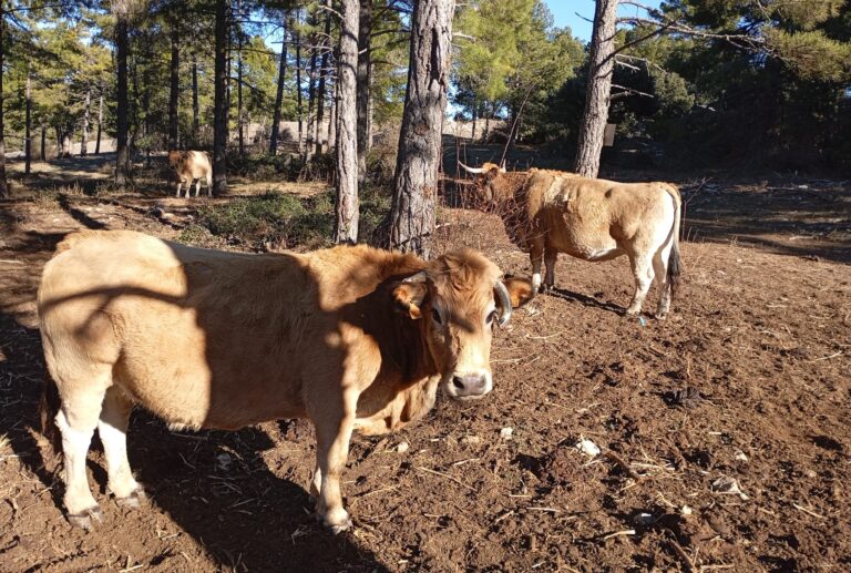 Autorización de uso de la primera vacuna frente a   enfermedad hemorrágica epizoótica (EHE) en   España