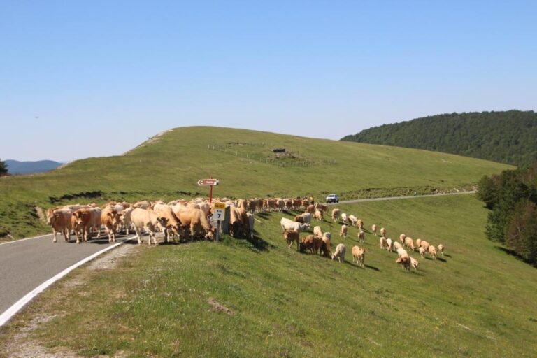 Asaja Navarra (UAGN) y Asaja Aragón se manifestarán el próximo jueves 22 de agosto en Ainsa para exigir la retirada de los osos