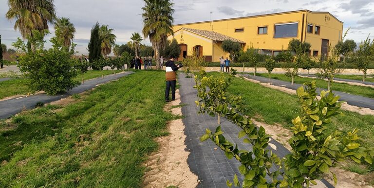 Un proyecto desarrollará herramientas digitales para la detección y control de plagas clave en la citricultura
