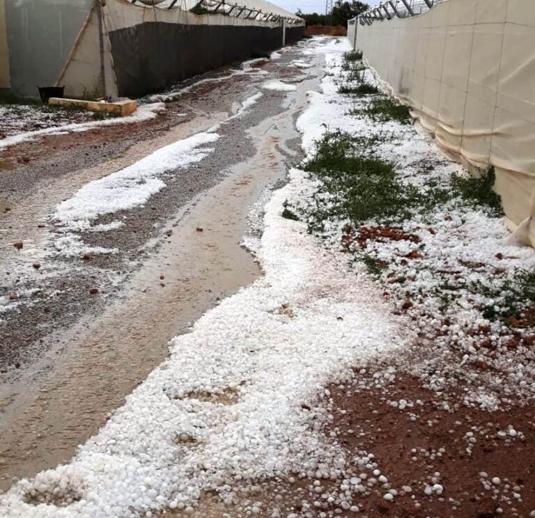 Asaja Granada. El granizo provoca daños en la cosecha de almendra y hortalizas en la comarca de Baza
