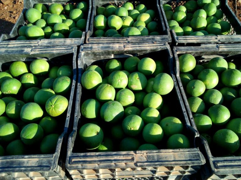 AVA-ASAJA alerta sobre la recolección de navelinas verdes y pide al Consell que frene estas prácticas que amenazan el buen desarrollo de la campaña