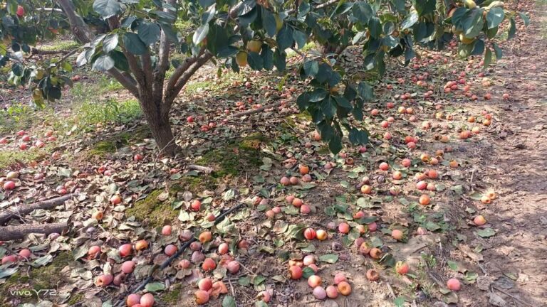 La mancha foliar del caqui duplica sus daños y provoca la pérdida de campos enteros