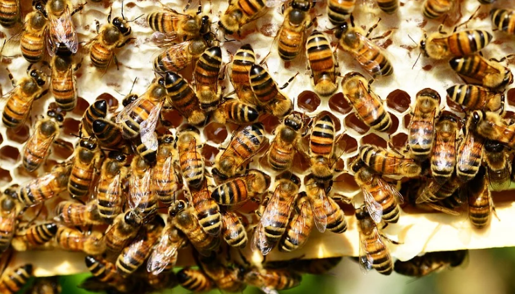 El sector apícola extremeño agoniza después de la campaña más desastrosa de los últimos 30 años