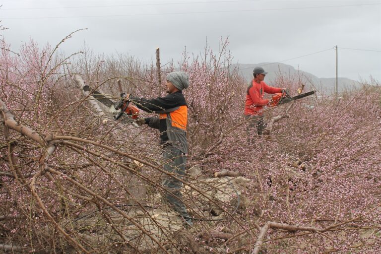 Continúa la sangría de explotaciones agrarias por la crisis de precios, reducen a leña 15 hectáreas de árboles frutales en Bacarot