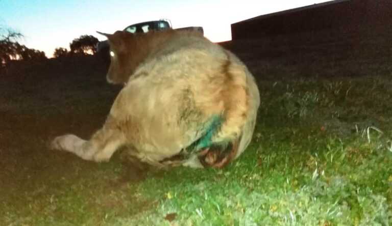 Asaja Salamanca denuncia el ataque de tres zorras a una explotación de Ciudad Rodrigo