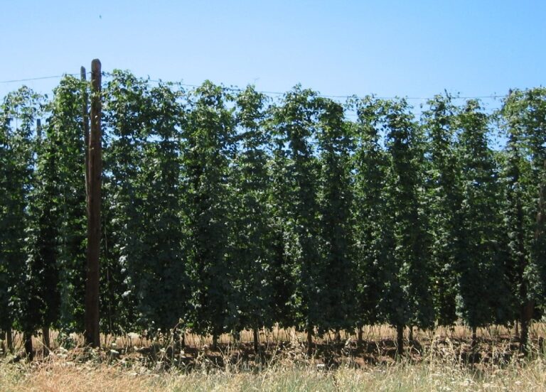 Asaja León. La organización agraria pide también a la empresa Hopsteiner la revisión de los contratos para no vender a pérdidas