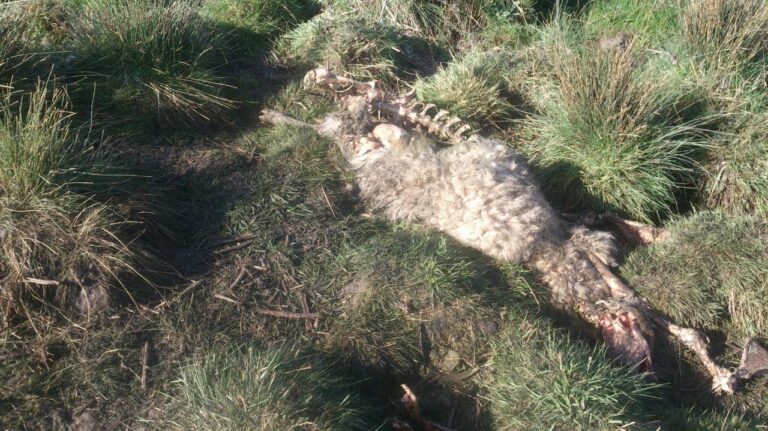ASAJA-Ávila denuncia la muerte de una treintena de ovejas en un ataque de lobos en la Moraña