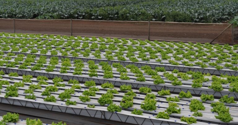 Asaja Canarias ASAGA defiende la creación de un departamento autónomo de ingeniería agraria y del medio rural y natural