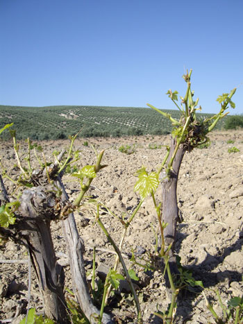 ASAJA Cordoba pide a los delegados  de Agricultura y Medio Ambiente mas medidas para el control de conejos