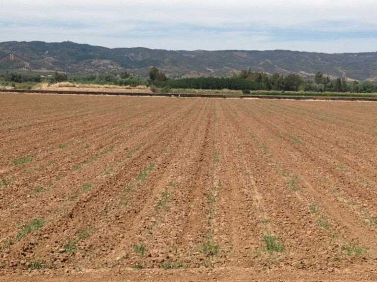 ASAJA Jaén pide a la delegada de Agricultura que intervenga para que los algodoneros puedan seguir manteniendo su nivel de rentas