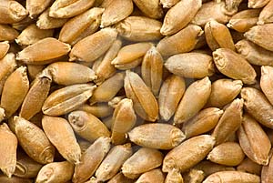 ASAJA-Cádiz denuncia confusión en el mercado de los cereales
