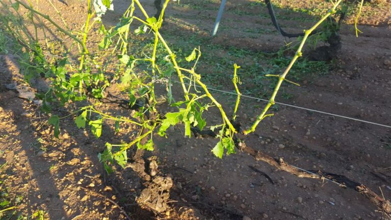 ASAJA ALBACETE señala que cerca de 40.000 hectáreas de viña, cereal y almendro en la Manchuela  se han visto dañadas tras las fuertes tormentas de agua y piedra del fin de semana