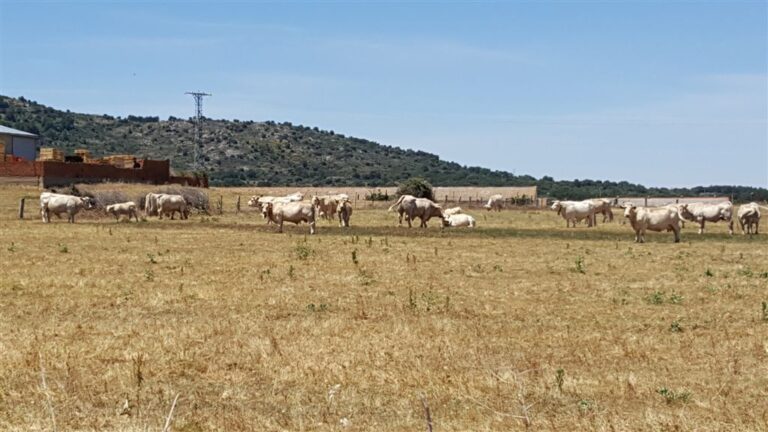 ASAJA advierte sobre las pérdidas en ganadería de vacuno de extensivo por la escasez de pasto
