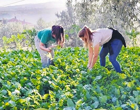 Ciento sesenta y tres jóvenes han solicitado este año ayuda para incorporarse a la agricultura  en la provincia de León