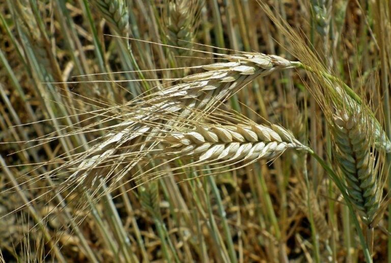 La FAO apunta un probable aumento del 1,0 % en la producción mundial de cereales para 2023