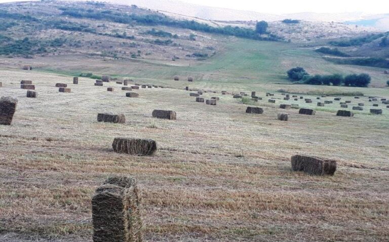 La sequía reduce de forma considerable la cosecha de hierba en la montaña leonesa