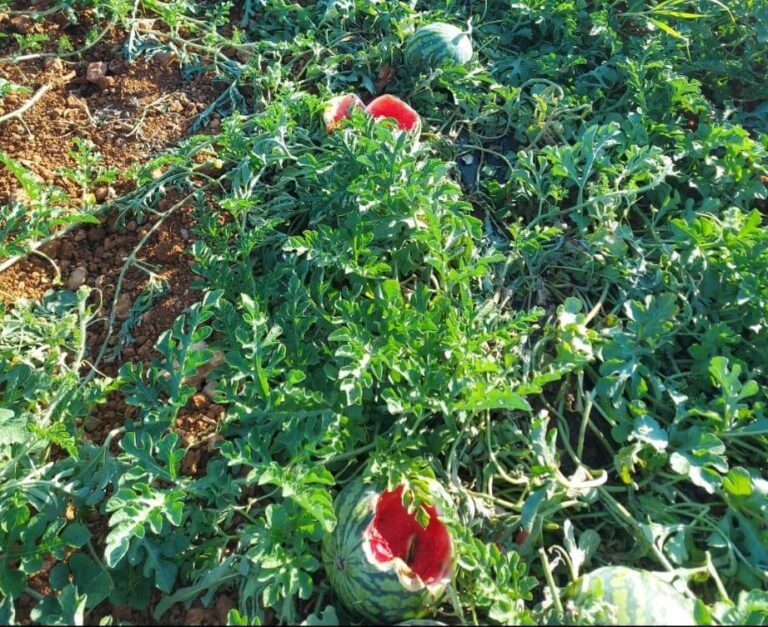 Los jabalíes desatan la alarma en Benicarló por sus ataques nocturnos a los campos de sandías