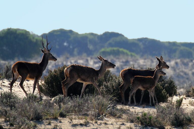 Carne Silvestre, clave para la conservación de la naturaleza