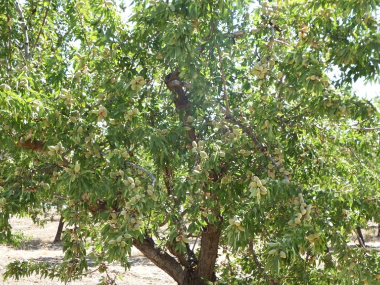 Asaja Almería constata una fuerte reducción de la cosecha de almendra en la provincia