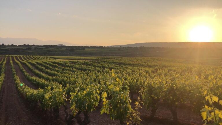 Rioja. Las organizaciones vitivinícolas condenan rotundamente el abandono de Bodegas Familiares–PROVIR de las mesas de gestión de la DOCa Rioja