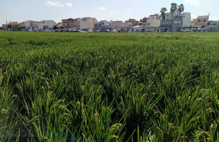 AVA-ASAJA acusa a los países del norte de “hipócritas” por aumentar los arroces importados con una sustancia que prohíben en Europa