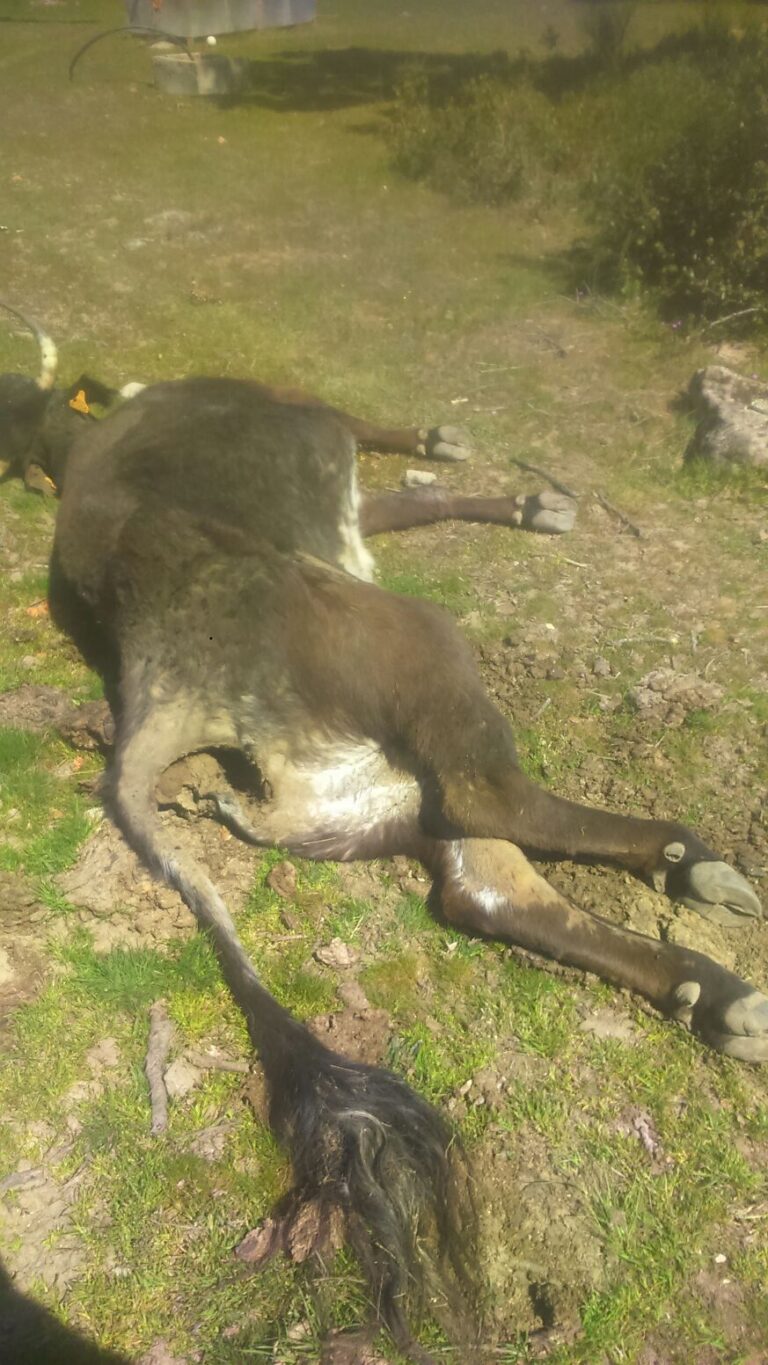 Los buitres se saldan con la vida de una vaca parturienta