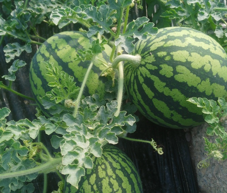 Asaja  apuesta por incentivar el consumo de sandía con origen Almería