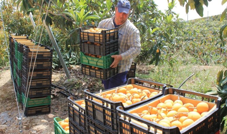Gran cosecha del níspero, que recupera la producción, con 13 millones de kilos y los calibres más altos de los últimos 5 años