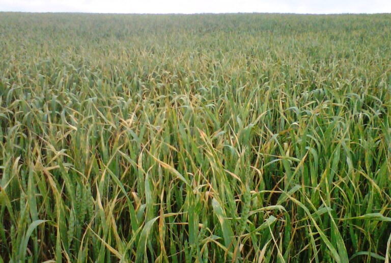 La falta de agua y las enfermedades hacen temer a los agricultores de Castilla y León por la cosecha de cereal