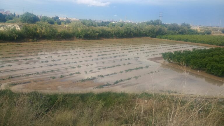 Las tormentas de pedrisco registradas ayer vuelven a causar daños en la agricultura valenciana