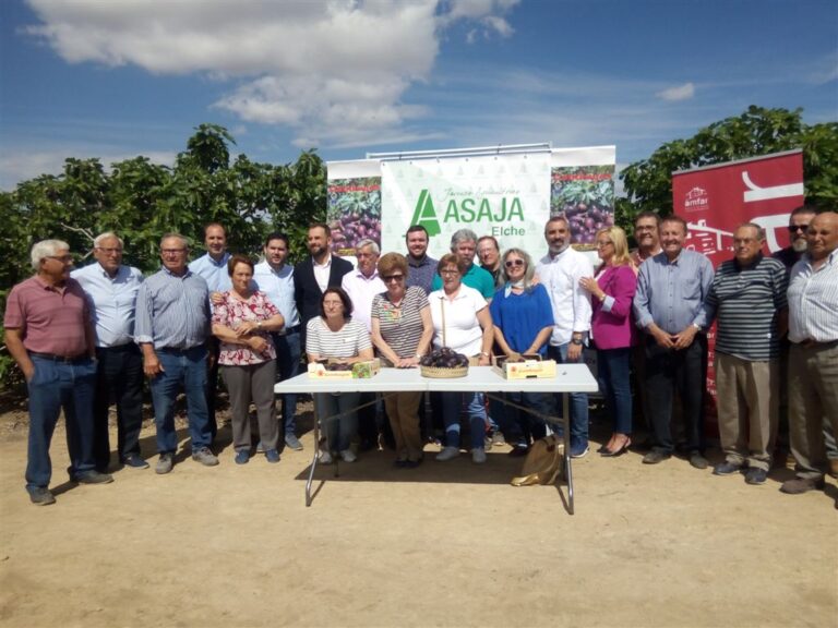 Los agricultores del Camp d´Elx presentan la campaña de higos y brevas, cuya producción y calidades serán óptimas este año gracias a las precipitaciones del primer semestre