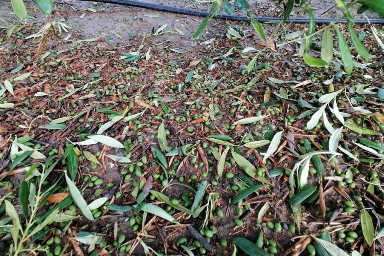 Una granizada provoca daños importantes en los cultivos de varios puntos en la provincia de Córdoba