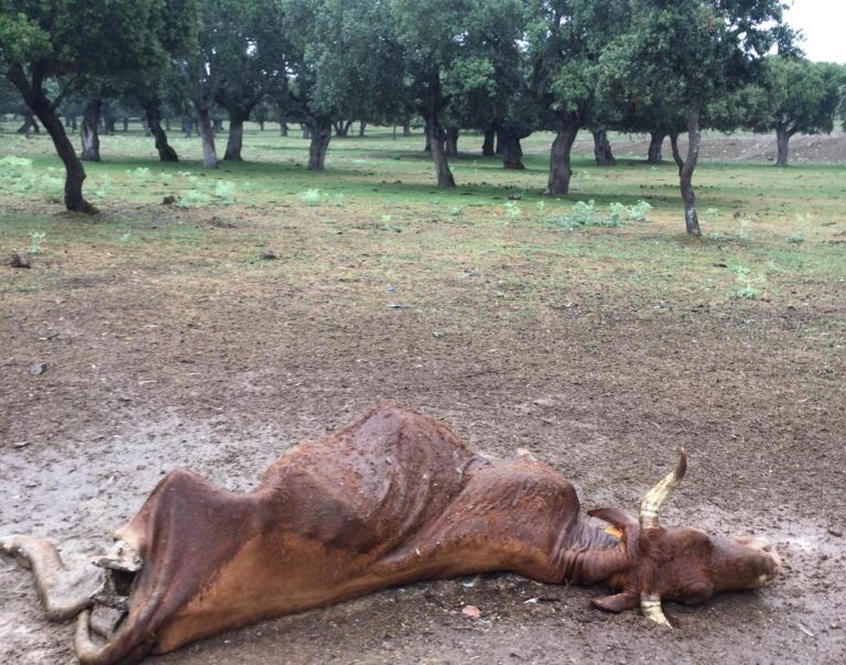 Montejo, la despensa de los buitres