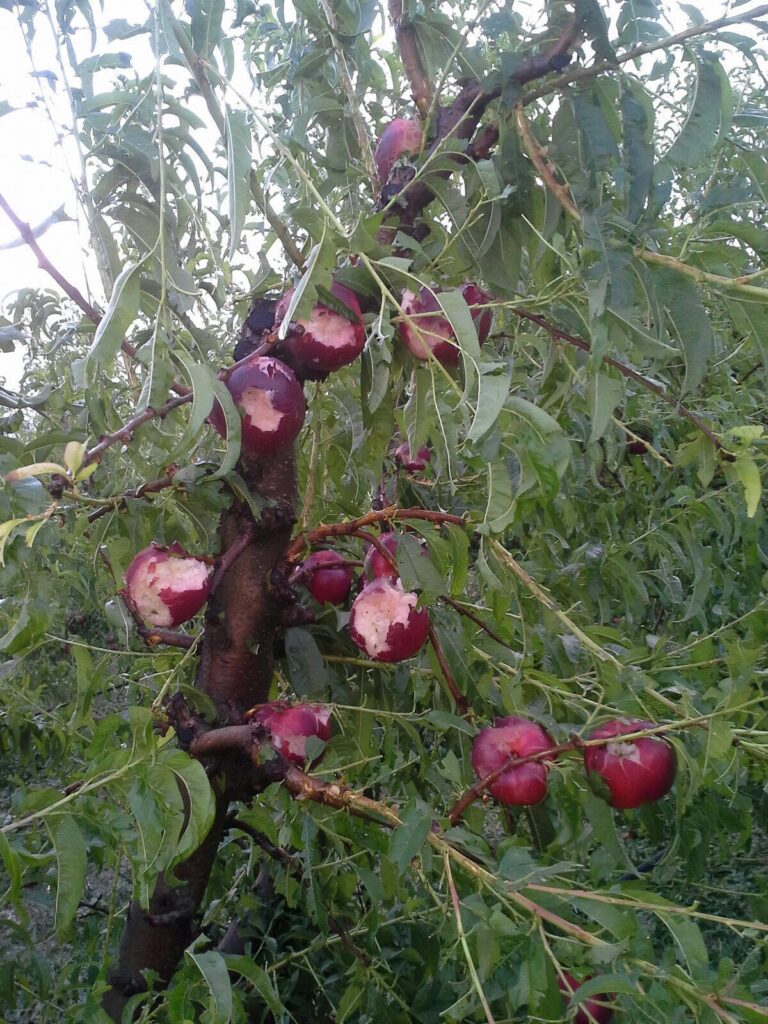 APAG EXTREMADURA ASAJA muestra su preocupación por las miles de hectáreas  afectadas en Villanueva de la Serena a causa de las tormentas