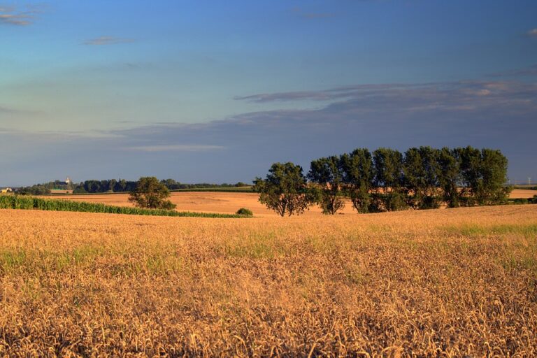 El cereal de invierno no levanta cabeza en Extremadura
