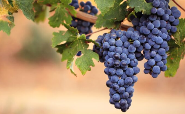 La Consejería de Agricultura confirma que la media de pagos por la cosecha de uva en 2020 fue inferior a los costes de producción
