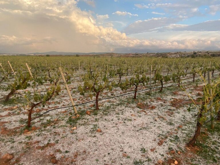 El pedrisco causa daños de gravedad en 6.000 hectáreas de cultivo de Utiel-Requena
