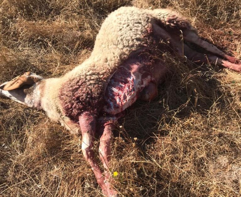 ASAJA Salamanca alerta sobre un nuevo ataque de lobo a las afueras de Hinojosa de Duero