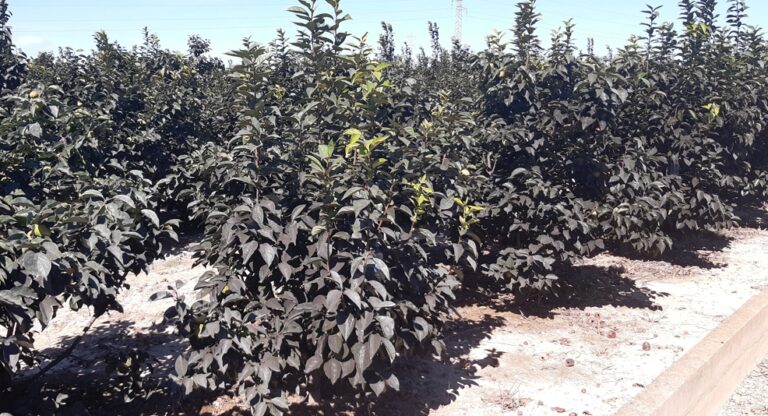 Asaja Valencia alerta de que la prohibición del metil clorpirifos causa pérdidas de 24 millones en el caqui