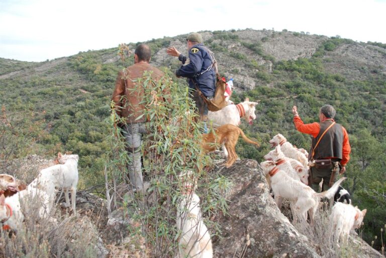 Asaja Jaén muestra su apoyo incondicional a las movilizaciones planteadas por la Federación Andaluza de caza tras la prohibición de la práctica de la modalidad de caza del jabalí en mano con rifle