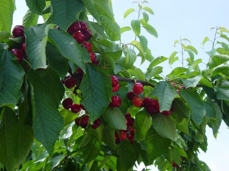 Asaja Alicante: Contemplan una “subida abusiva e inasumible” en el Seguro de la Cereza, que expulsará del sistema de protección a muchos productores