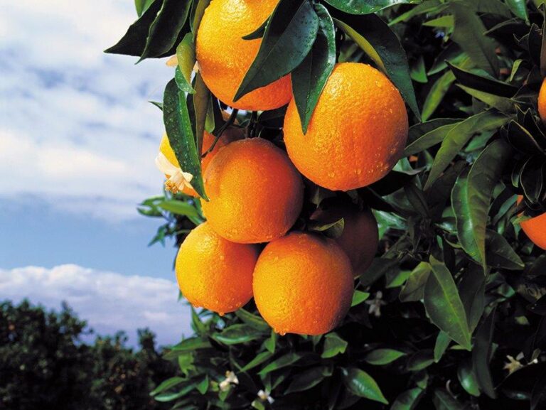 Asaja Valencia AVA recrimina a Don Simón el anuncio que ataca el consumo de naranjas en fresco