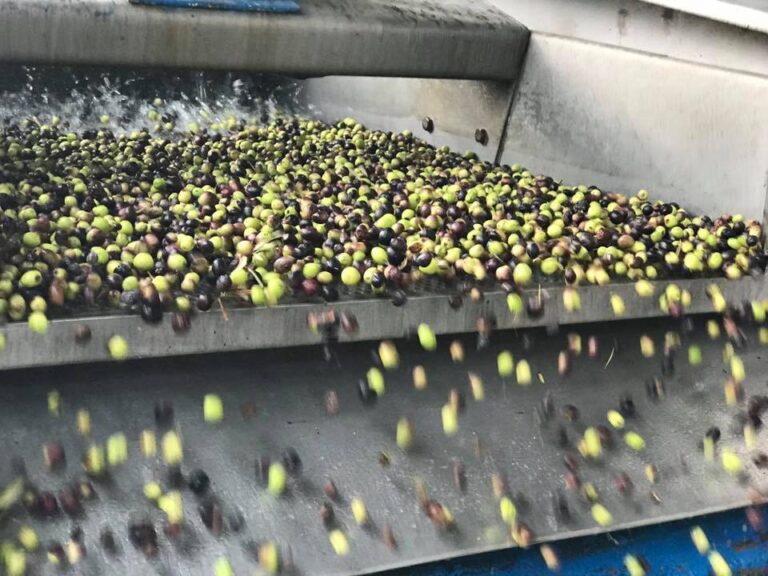 Comienza la campaña de aceite de oliva con una cosecha previsiblemente igual de escasa que el año pasado