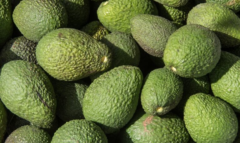 Asaja Valencia AVA denuncia una ola de robos de aguacates aún inmaduros que se venden en mercadillos locales