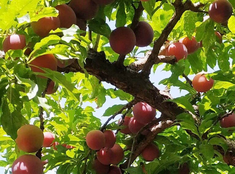 La Comunidad Valenciana formaliza un segundo paquete de ayudas para agricultores y ganaderos especialmentes afectados por la crisis de Ucrania.