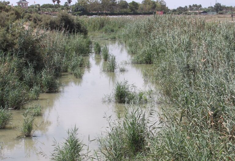 Asaja Alicante considera que el plan del Gobierno para prevenir inundaciones es un fracaso y pone en peligro la agricultura de la Vega Baja