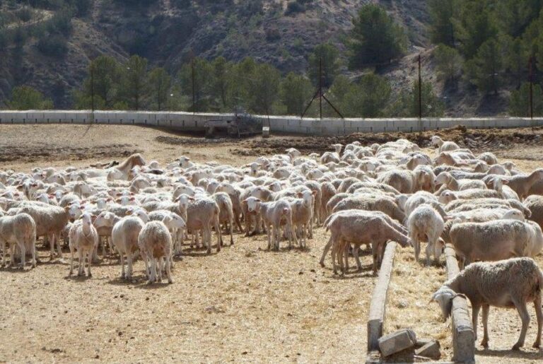 Asaja Almería preocupada por la escalada de precios en los piensos, que se encarecen un 16% en apenas 15 días